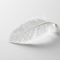 Feather Engraving